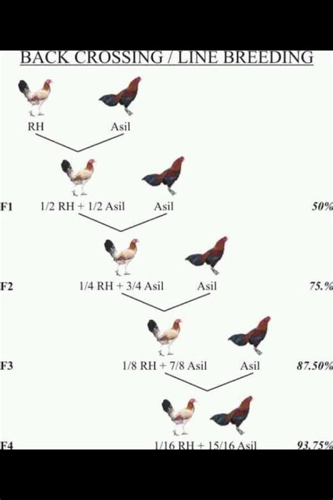 how to lock genes in gamefowl